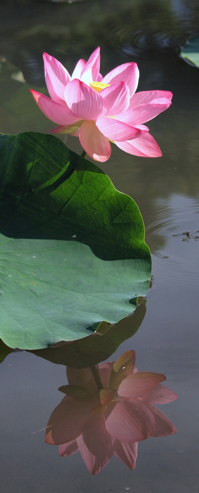 Lotus Reflection -- ...