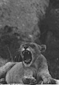 deadvibe:

best gif ever.