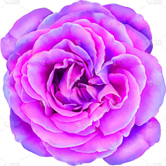 花瓣素材-动植物素材采集到花卉-图片