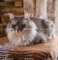 宠物猫   - 源文件下载【酷图网】宠物猫,小猫猫,喵,白猫,瞄,喵咪,可爱小猫,猫海报,小猫,宠物,可爱,咖啡猫,猫爪,猫咪,眼睛猫