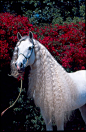 ♂ Animal photography white horse red flowers