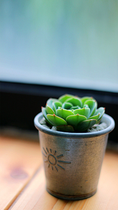 蓝旭晨采集到花、植物