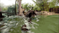 #会动的zoo# 第一次学游泳的老虎幼崽【油管id：BBC Earth】