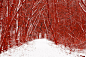 Red Winter Woods - Free Forest Stock Photos
