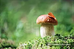 林间秋分与立秋秋季的背景壁纸图片