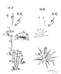 20种植物的手绘速写技法_素描风景