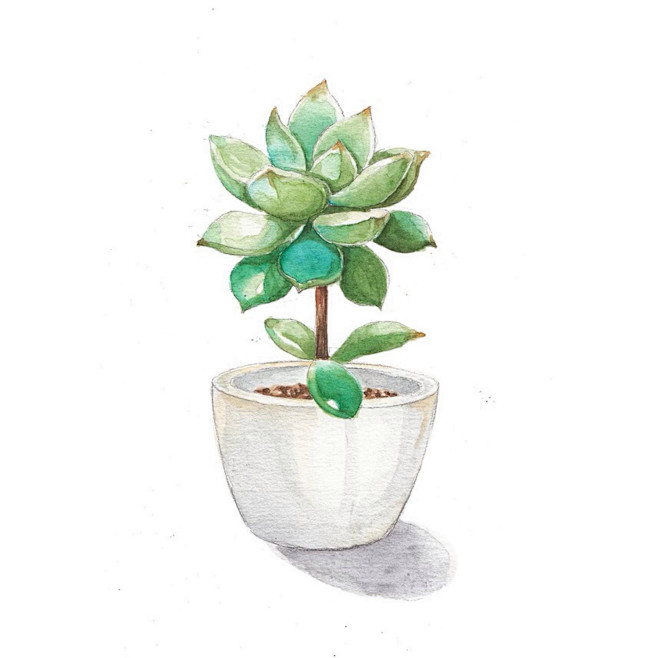 水彩多肉植物