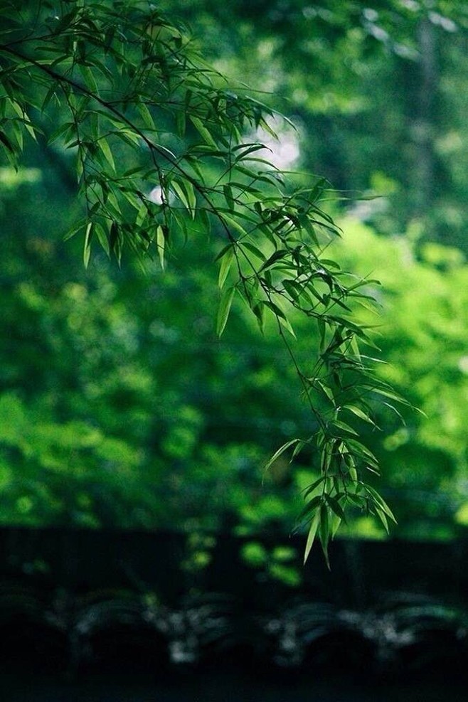 清凉～松影过窗眠始觉，竹风吹面醉初醒…