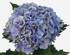 蓝莓小主采集到花朵集一