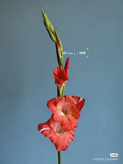 云淡风轻fanyun采集到菖蒲