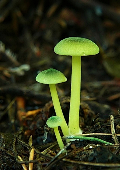 小区多多公众号采集到mushroom