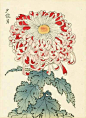 菊花/日本 19世纪版画 ​ ​​​​ 