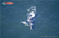 露脊鲸图片素材