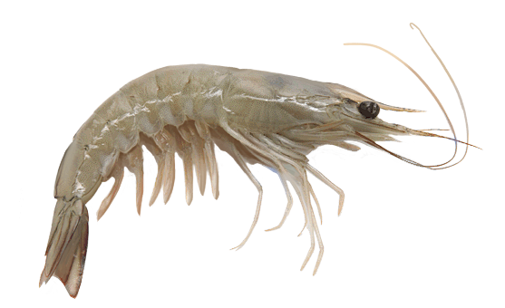 虾