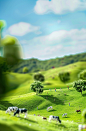 A grassy green field with cows grazing. People planting trees on the hillsides, children playing in the distance. Blue sky and white clouds. Miniature landscape style. Fresh colors, soft lighting, shallow depth of focus. Natural scenery background and blu