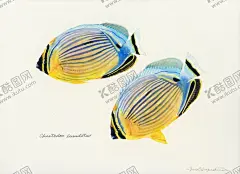 海洋鱼类水彩插画 【酷图网】油画,颜料涂鸦,花纹拼接,金鱼,海洋鱼类,海鲜,欧美水彩,插画,小清新,植物,动物手绘,装饰画,北欧风格,抽象画,风格绘画,参考素材,装饰画芯,艺术画,鱼类,图片,虾,贝壳,海洋生物,热带鱼,五彩斑斓
