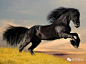1 Friesians，一种来自荷兰本土的马，纯黑的皮肤和鬃发是它的特色。
