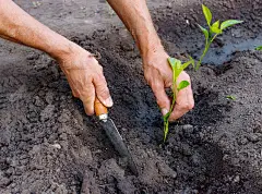 一名农民在室外的花园里种植辣椒苗。
