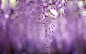 唯美的紫藤花