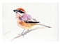 水彩   鸟   手绘  艺术