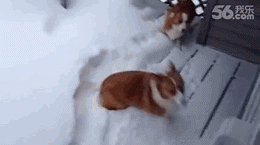 第一次见到积雪的柯基兴奋地纵身一跃！然后...