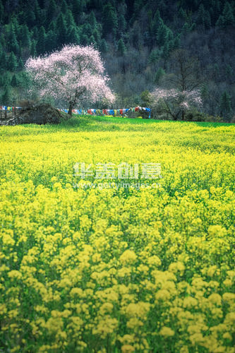 西藏,青藏高原,林芝,油菜花,桃花