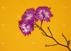 黄色背景上的干花