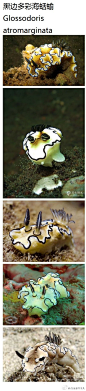 海蛞蝓真是一种最炫最神奇的生物......它们有3000多种，全世界到处都有分布.... 关键是，不同的品种... 长得都这么炫.... ​​​​