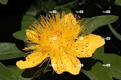 开花 黄色 花 自然 夏天 花壁纸 花卉背景 花园 植物群