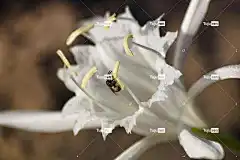花 花壁纸 蜜蜂 花粉 美丽的花朵 花园 花卉背景 自然