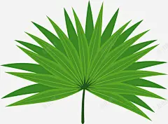 棕榈叶植物 热带植物 环境 绘画 自然 元素 免抠png 设计图片 免费下载 页面网页 平面电商 创意素材