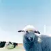 棉咩咩