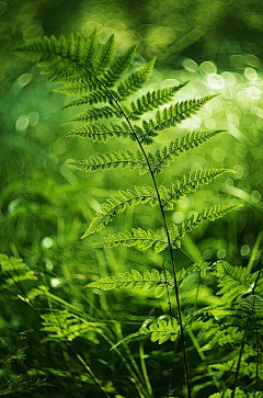 禾絮采集到木之灵