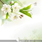 春季花卉海报横幅矢量图,梅花 白色 花卉 植物 底纹