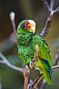 10bullets:

Yellow-lored Parrot (by David Davis Photoproductions)
