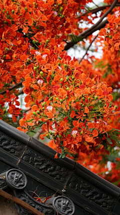 居太闲采集到落花时节又逢君