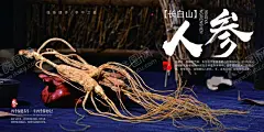 人参 【酷图网】人参海报,人参广告,野生人参,山参,野生山参,长白山人参,土人参,正宗人参,野山参,中药人参,野人参,人参花,高丽野人参,人参挂画,人参挂图,长白山参,东北人参,东北野山参,中药,千年人参,人参功效,人参DM单,人参传单,人参宣传单,人参养生,高丽参,人参素材,人参展板,人参宣传海报