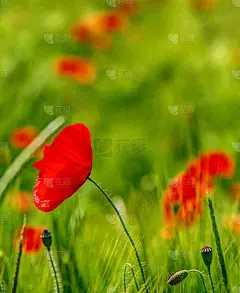 罂粟花在田里