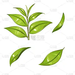 新鲜绿叶，绿茶叶 