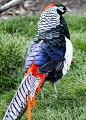 Gorgeous! Lady Amherst's Pheasant: 