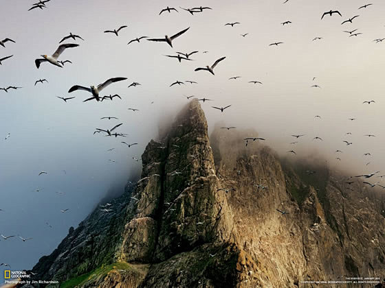圣基达群岛，波雷岛：一群群海鸟在天空翱翔...