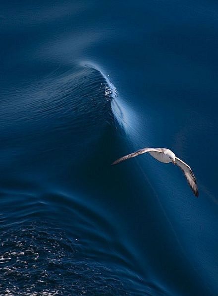 无畏之旅#愿化身一条执着的鱼,逆流而上.