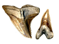 shark indenifaion | Shark Information - Hemipristis fossil shark tooth identification ...