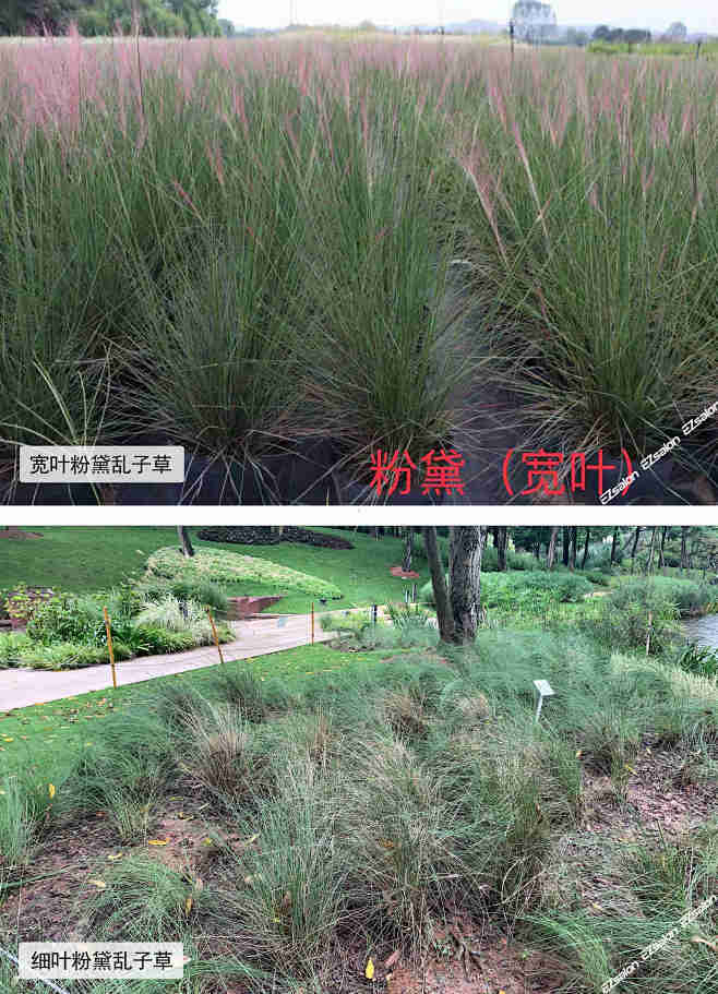 粉黛乱子草