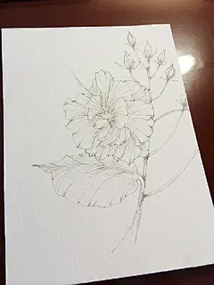 木芙蓉（附过程）