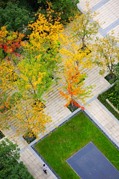 a景观植物组团空间绿化