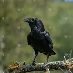 乌鸦座