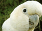 Parrot Desktop Wallpaper #采集大赛#