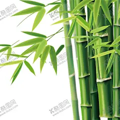 竹子 图片 竹叶 png  手 【酷图网】竹子,图片,竹叶,png,手绘,竹子翠竹,绿竹,竹枝,竹报平安,中国风,竹,竹子绘画,竹子矢量图,竹子墙贴,挂画插画,竹子手绘,竹林,竹笋,卡通竹笋,插画,植物,意境竹枝,竹影清风,竹子背景,手绘竹,绿色竹子,春天,插画竹子,手绘绿植,绿色植物,富贵竹,竹子素材,竹素材,