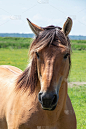 亨森马，或索姆湾草地上的马，上法兰西侯爵